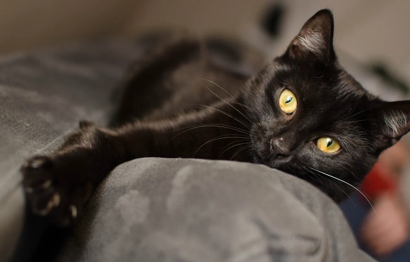 Photo wallpaper cat, cat, sofa, black, paw, lies, handsome, yellow eyes