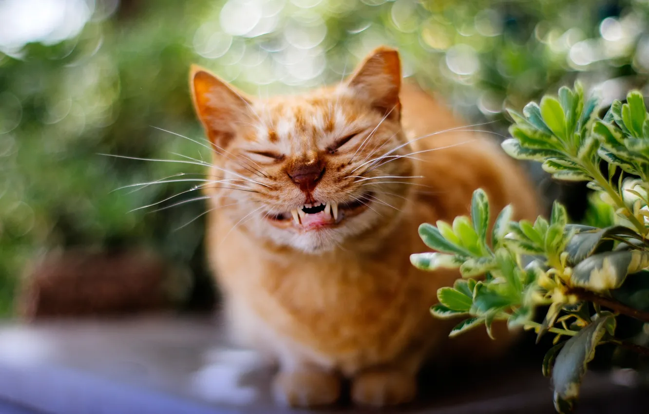 Photo wallpaper cat, smile, grin