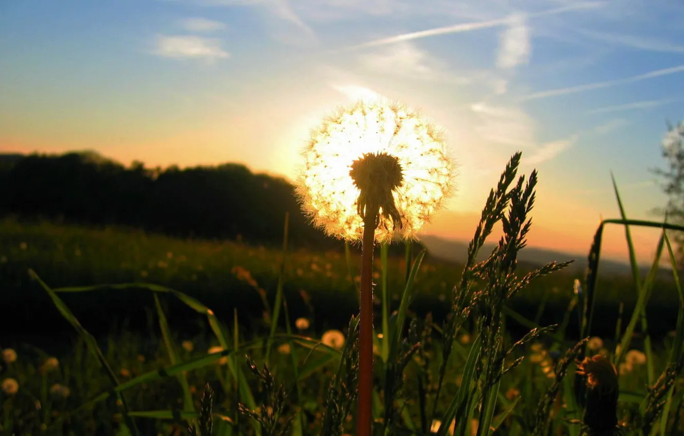 Photo wallpaper grass, the sun, Dandelion