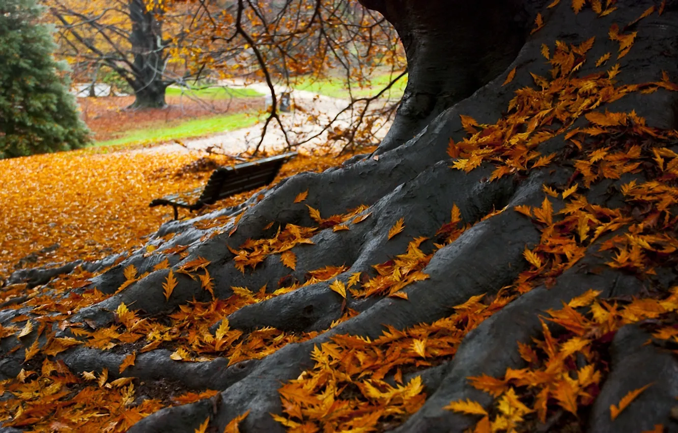 Photo wallpaper leaves, Park, tree, Autumn, bench