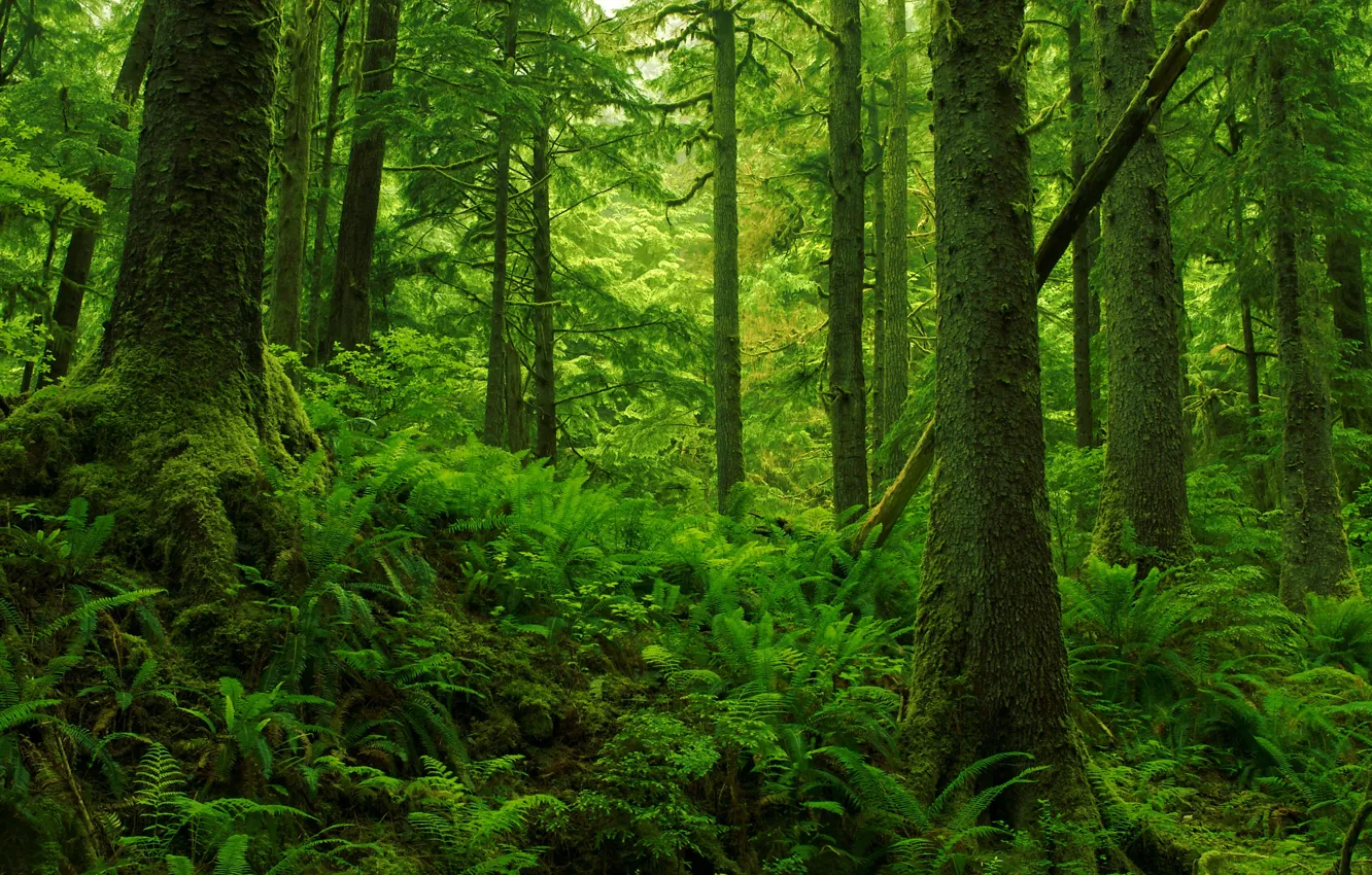 Photo wallpaper forest, fern, Spruce Trees