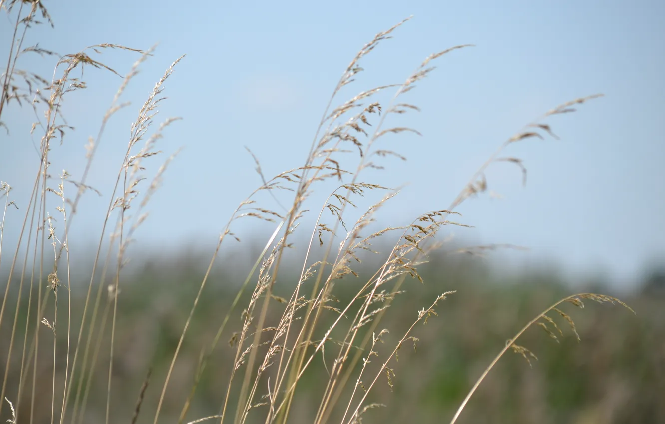 Photo wallpaper field, the sky, ears