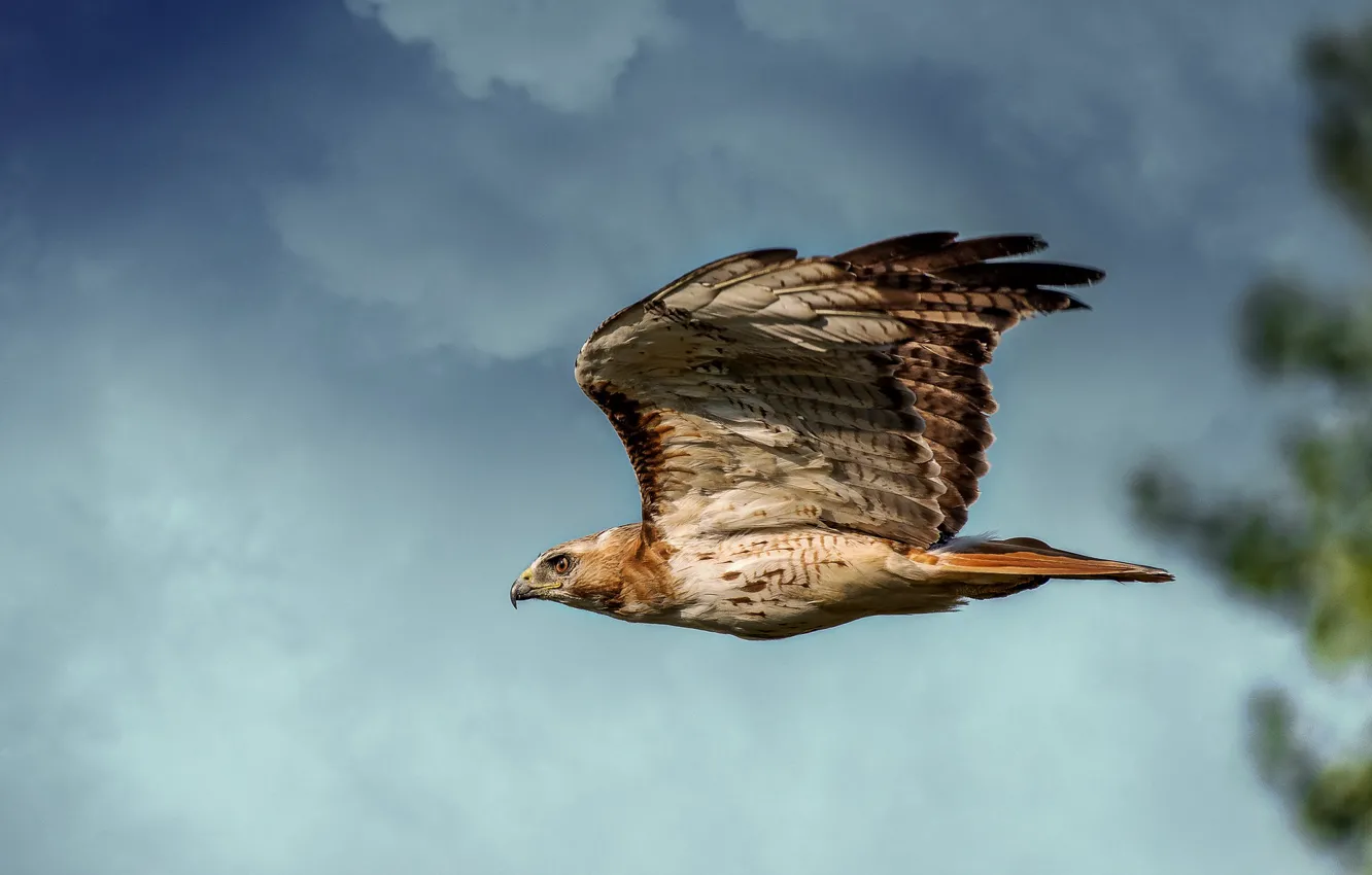 Photo wallpaper the sky, clouds, flight, bird, eagle, wings, blue background, predatory