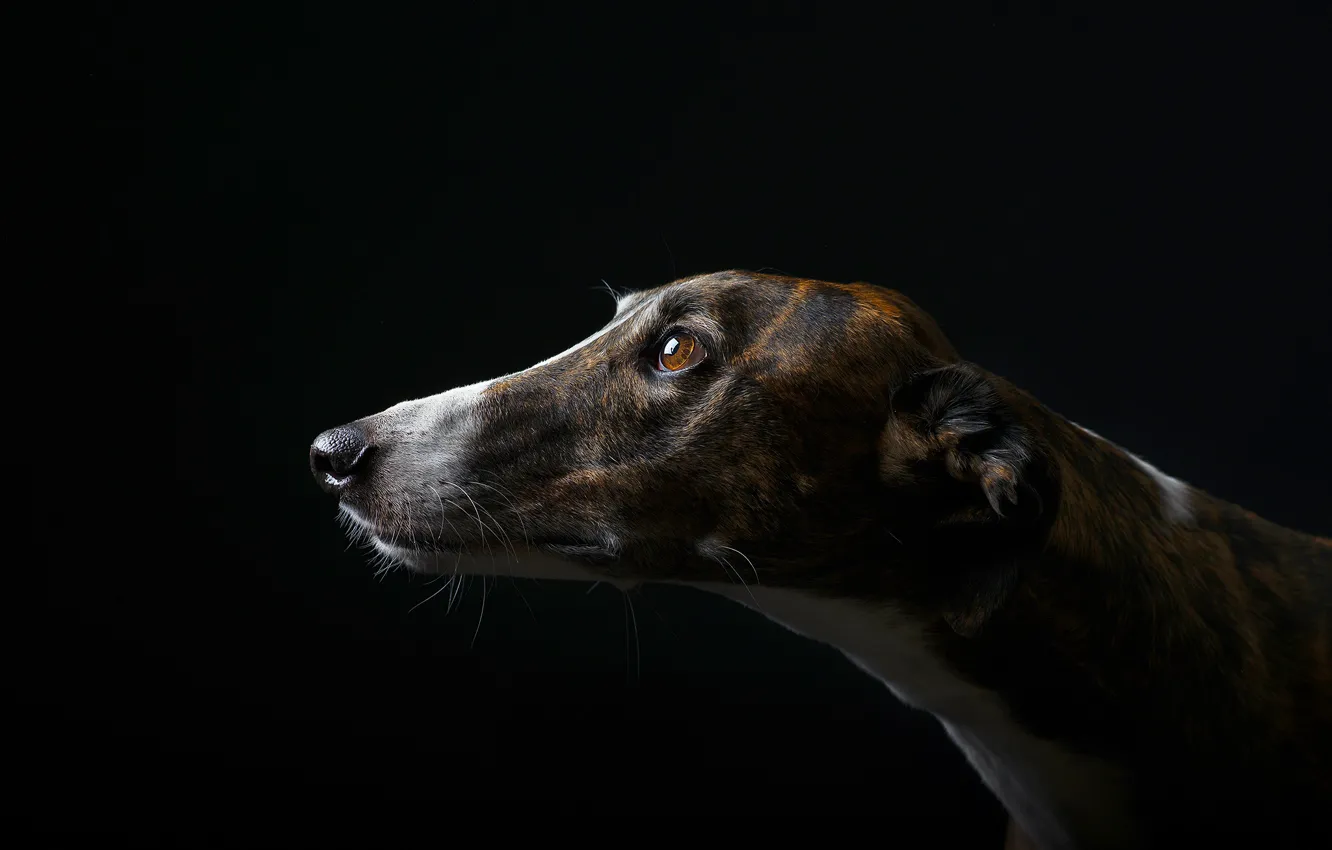 Photo wallpaper face, background, dog, spot