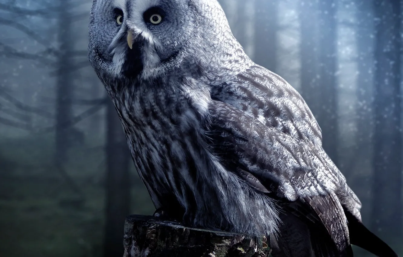 Photo wallpaper forest, look, night, fog, grey, owl, bird, stump