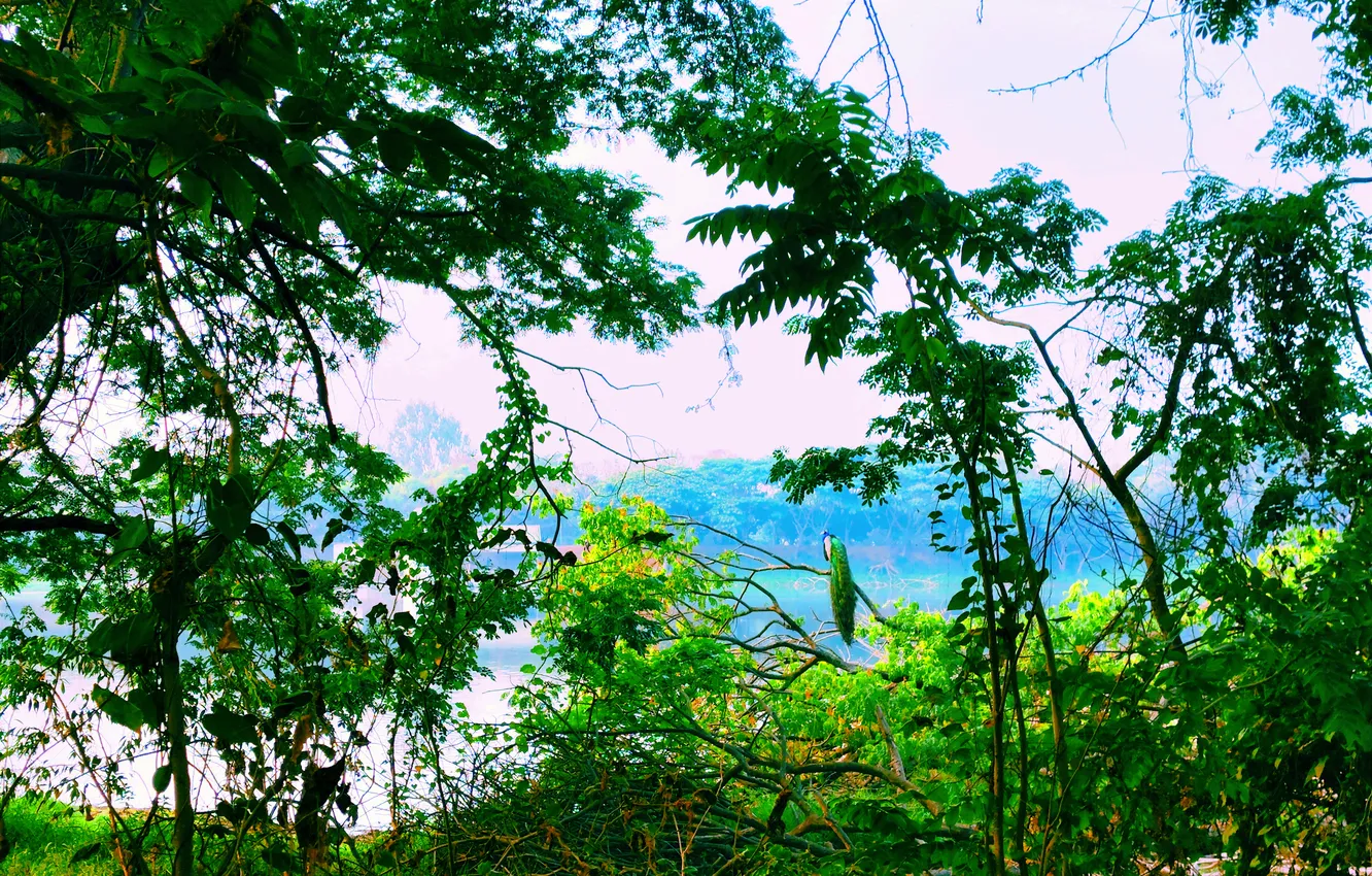 Photo wallpaper trees, water, lake, morning, dawn, woods, plants, peacock