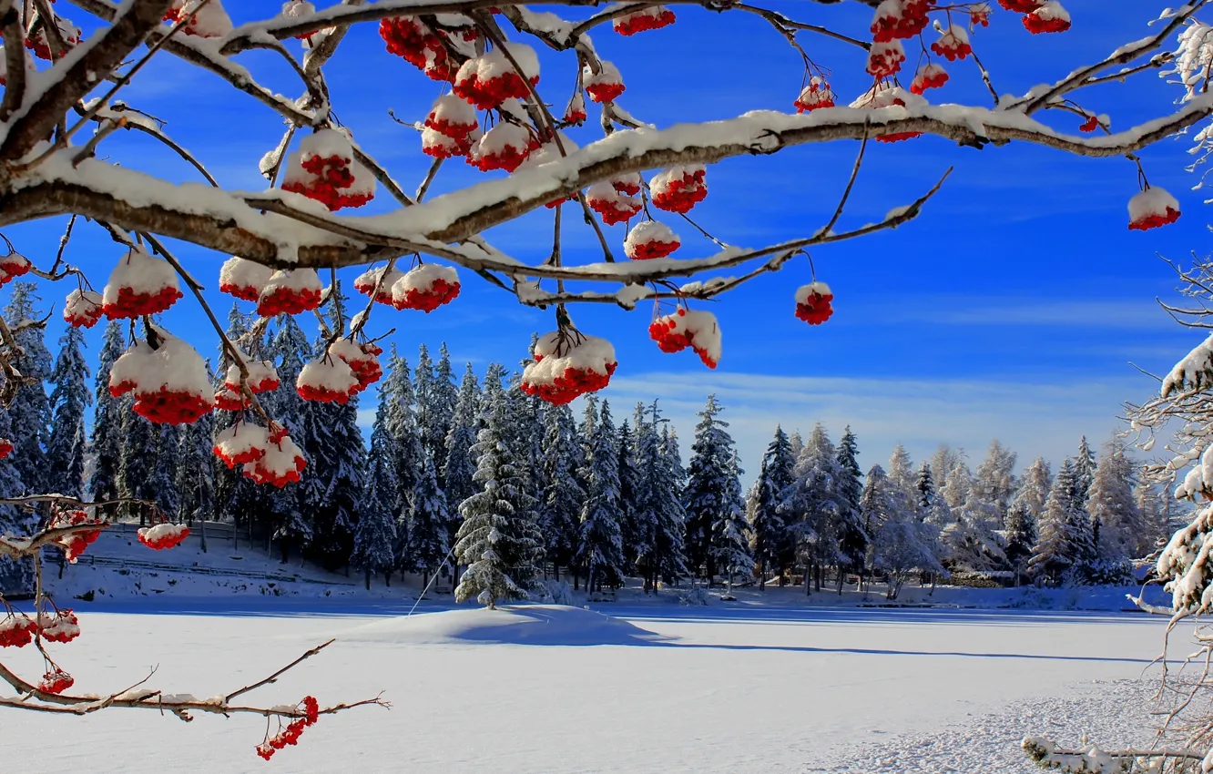 Photo wallpaper winter, snow, trees, branches, berries, ate, Rowan