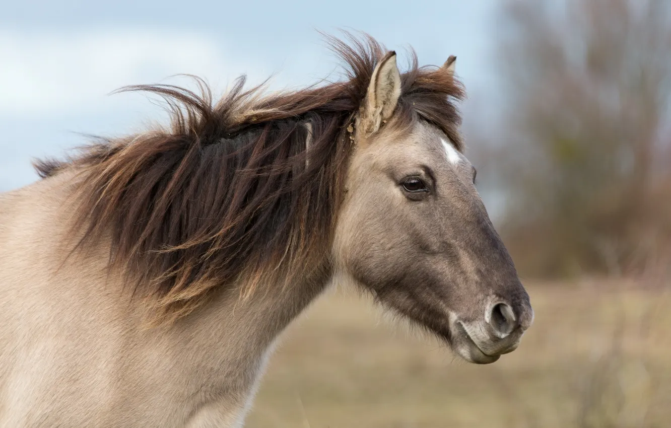 Photo wallpaper face, horse, the wind, horse, mane, profile