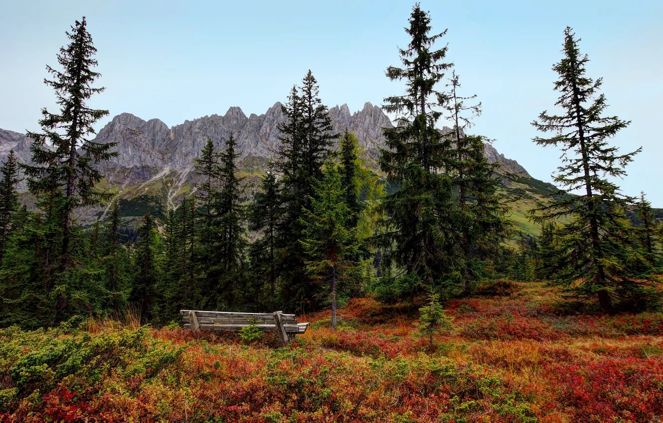 Photo wallpaper autumn, forest, trees, bench, shop