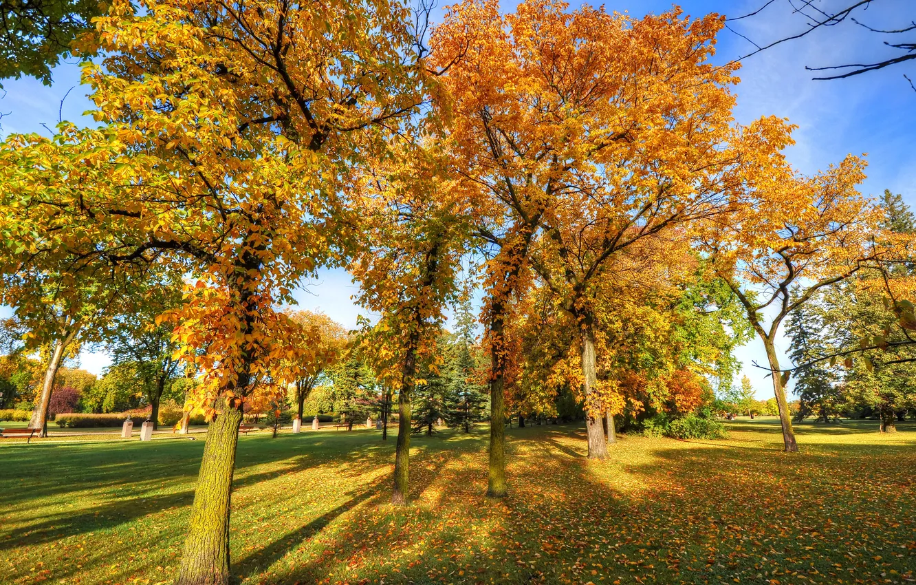 Photo wallpaper autumn, the sky, grass, leaves, trees, landscape, Park