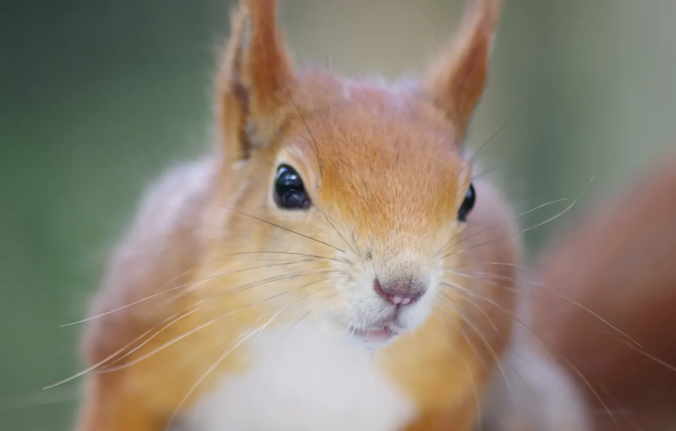 Photo wallpaper protein, muzzle, rodent