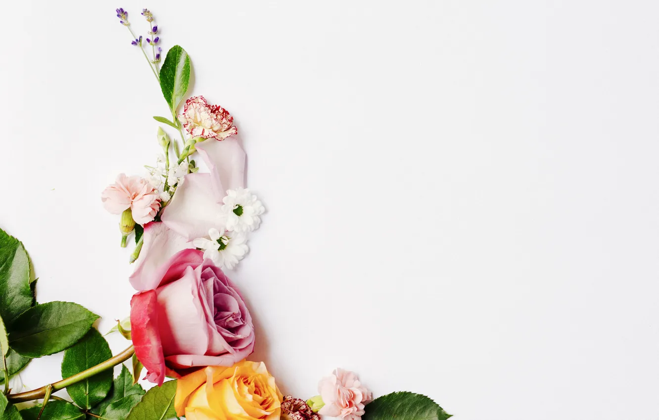 Photo wallpaper flowers, roses, petals, white background, decor, clove