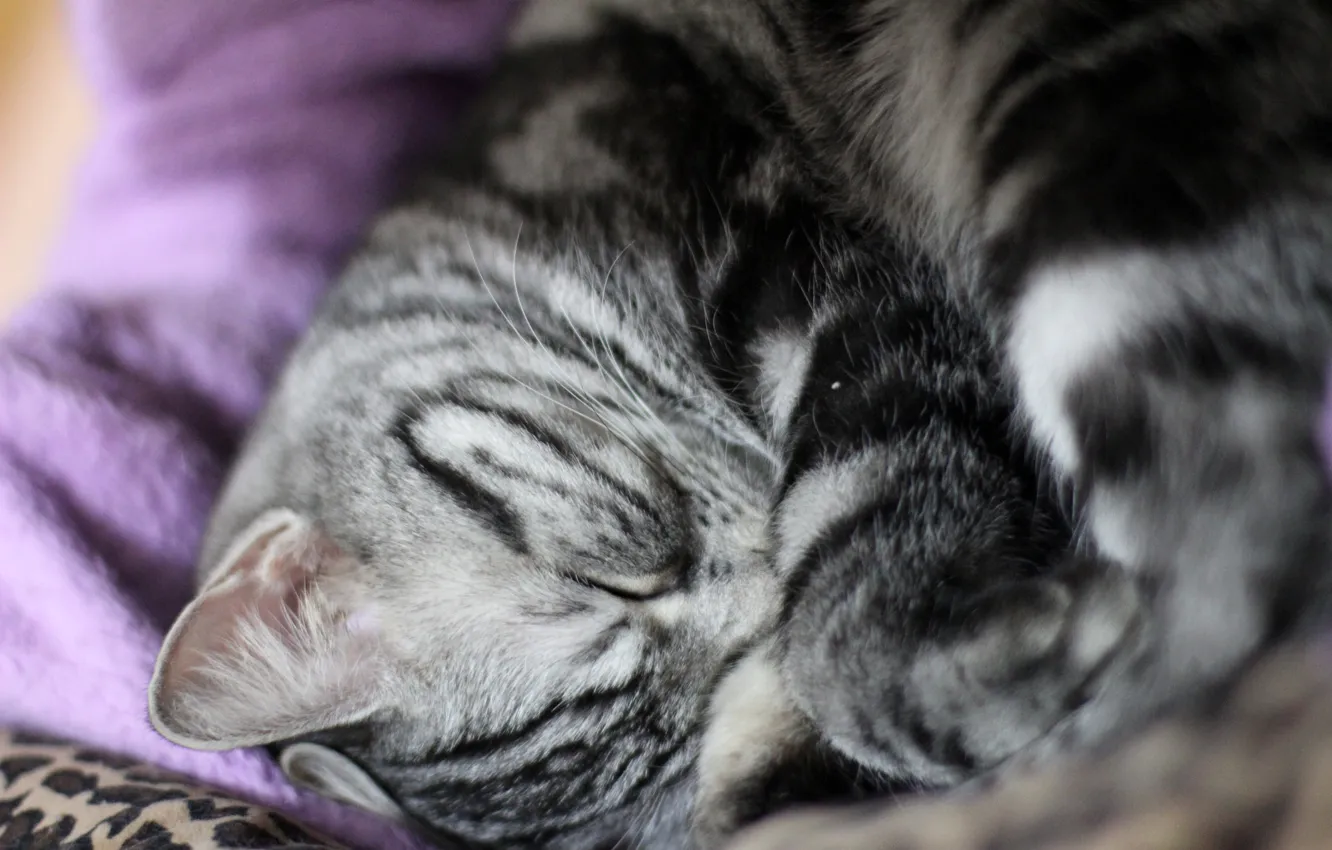 Photo wallpaper cat, sleep, cute