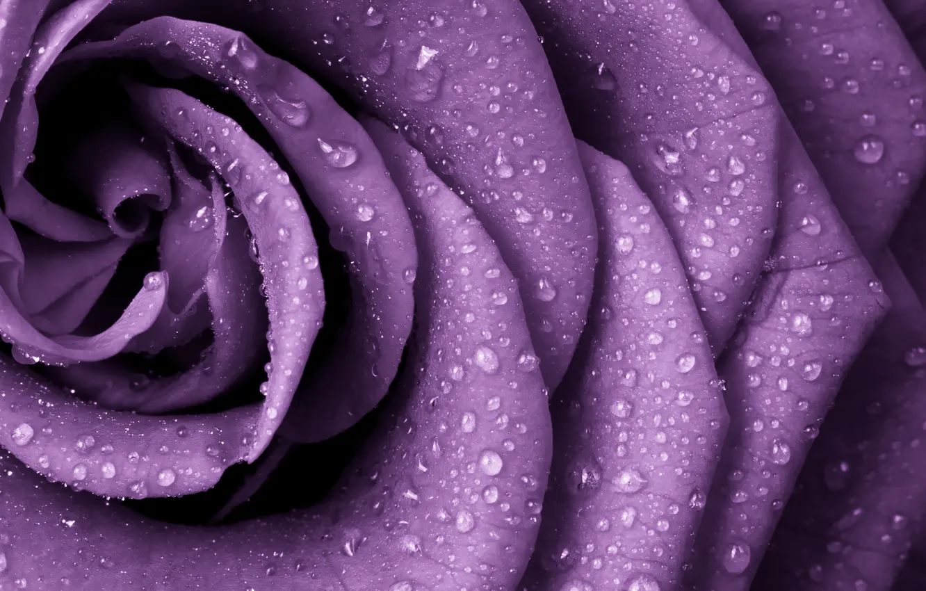 Photo wallpaper flowers, petals, water drops