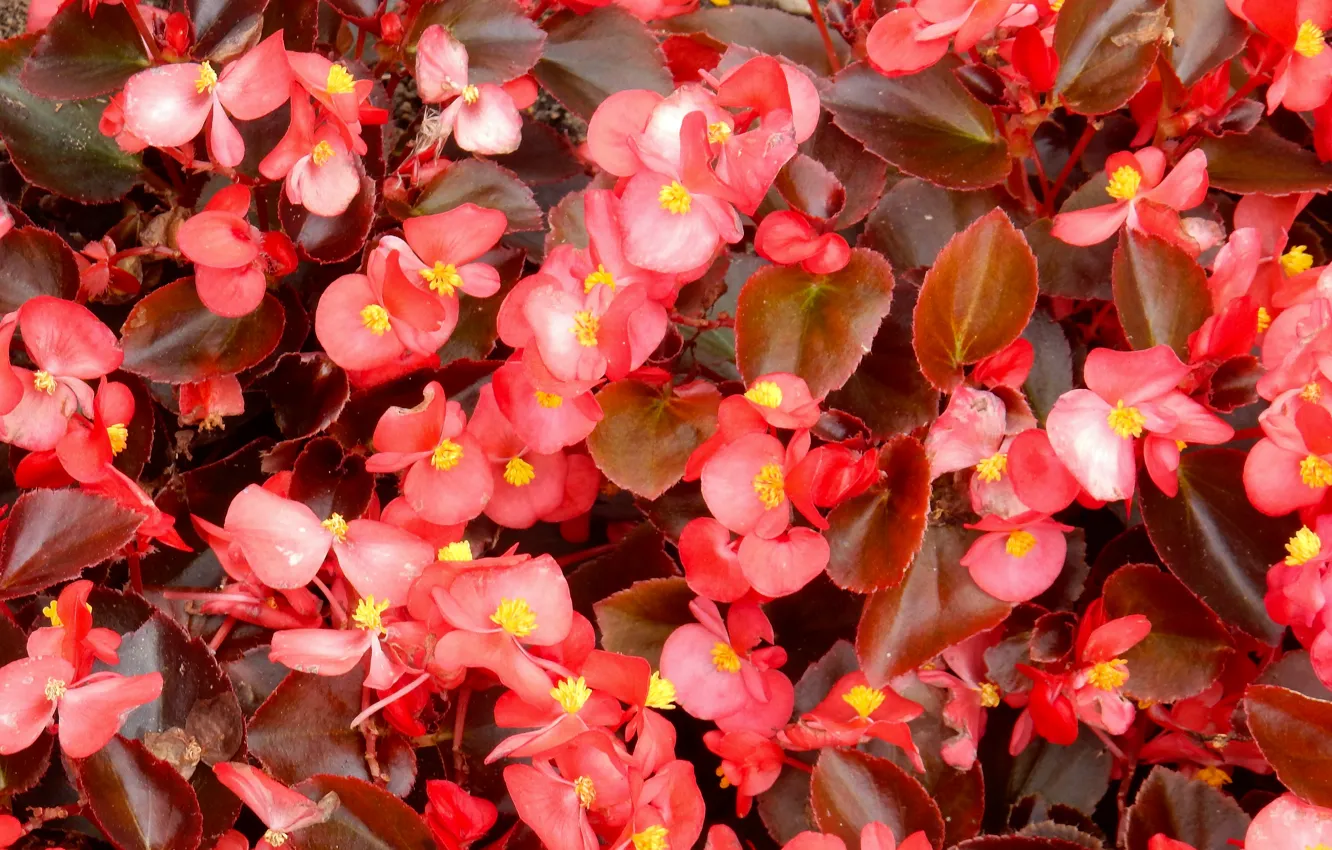 Photo wallpaper grass, flowers, widescreen, Wallpaper, wallpaper, widescreen, background, the Wallpapers