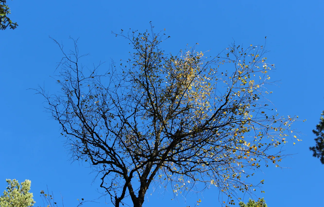 Photo wallpaper the sky, leaves, trees, nature, real photo.