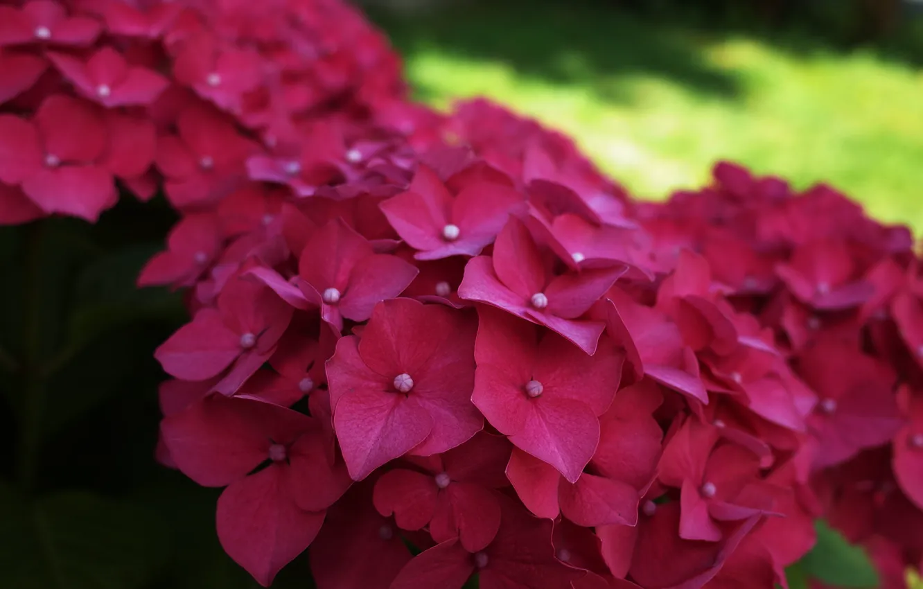Photo wallpaper macro, flowers, hydrangea, inflorescence