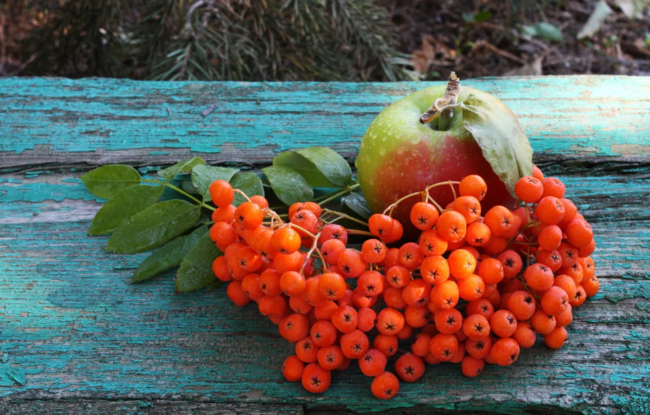 Photo wallpaper autumn, drops, bench, branches, red, nature, green, berries