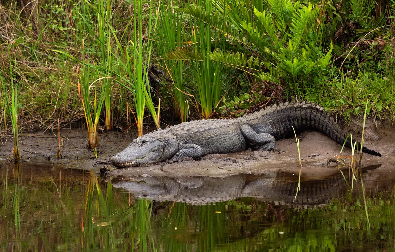 Photo wallpaper nature, reflection, river, thickets, shore, predator, crocodile, the bushes