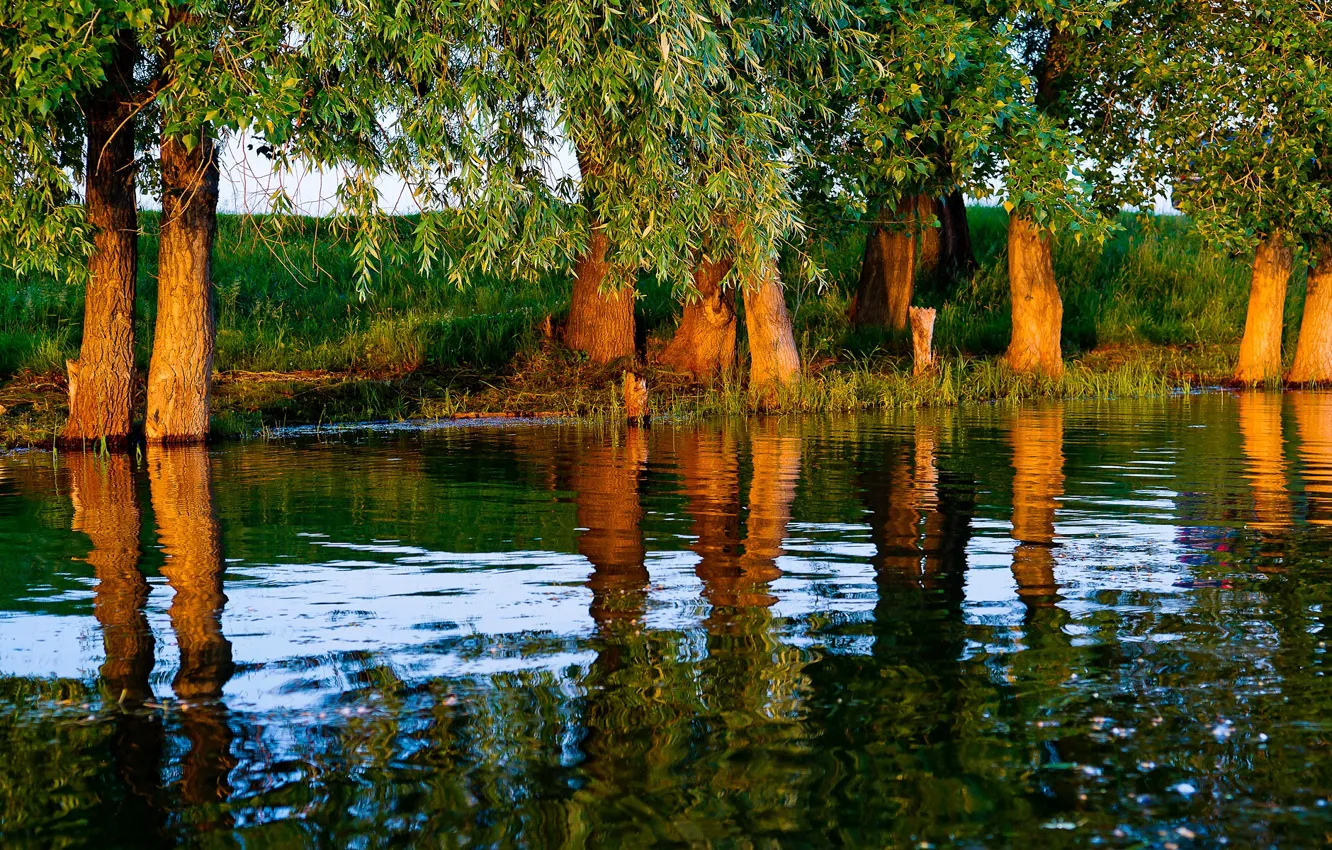 Photo wallpaper trees, The, River