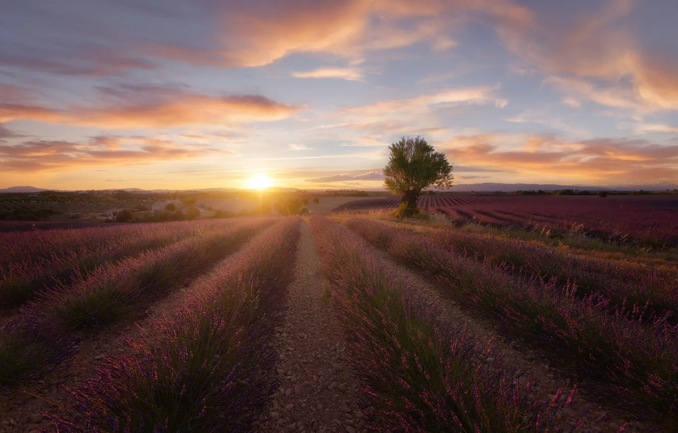 Photo wallpaper field, summer, the sky, the sun, clouds, light, trees, sunset