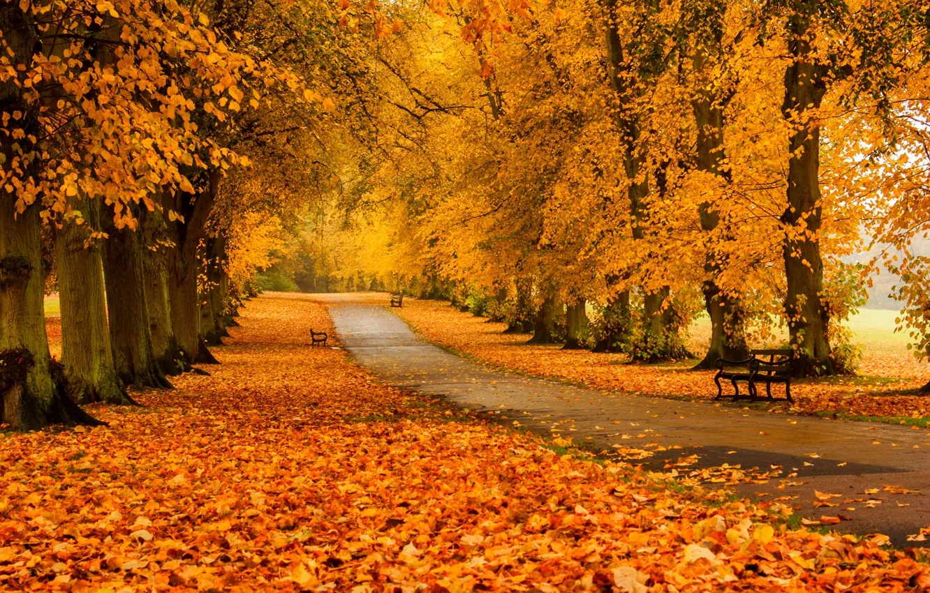 Photo wallpaper autumn, forest, grass, leaves, trees, bench, nature, Park