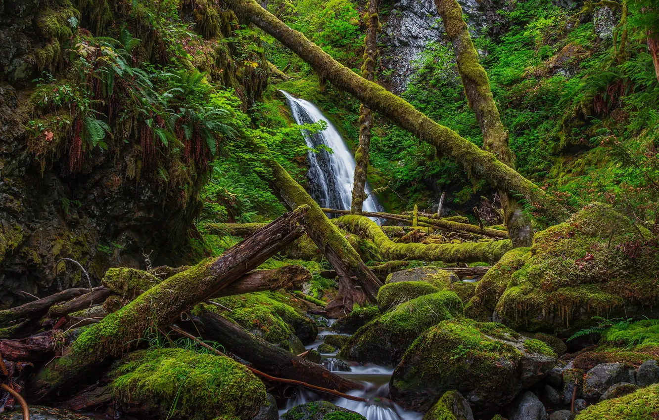 Photo wallpaper forest, trees, waterfall, moss, thicket