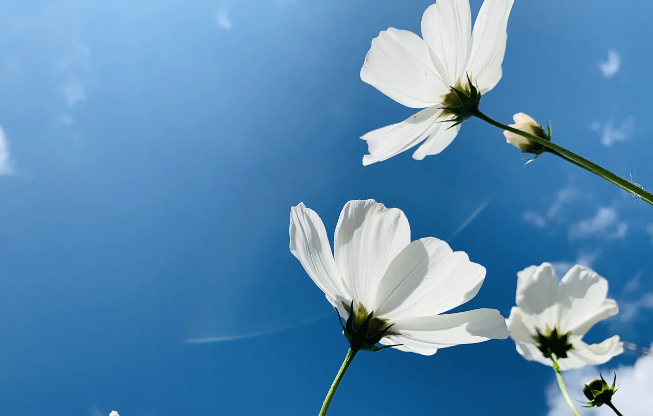 Photo wallpaper summer, the sky, flowers, serenity