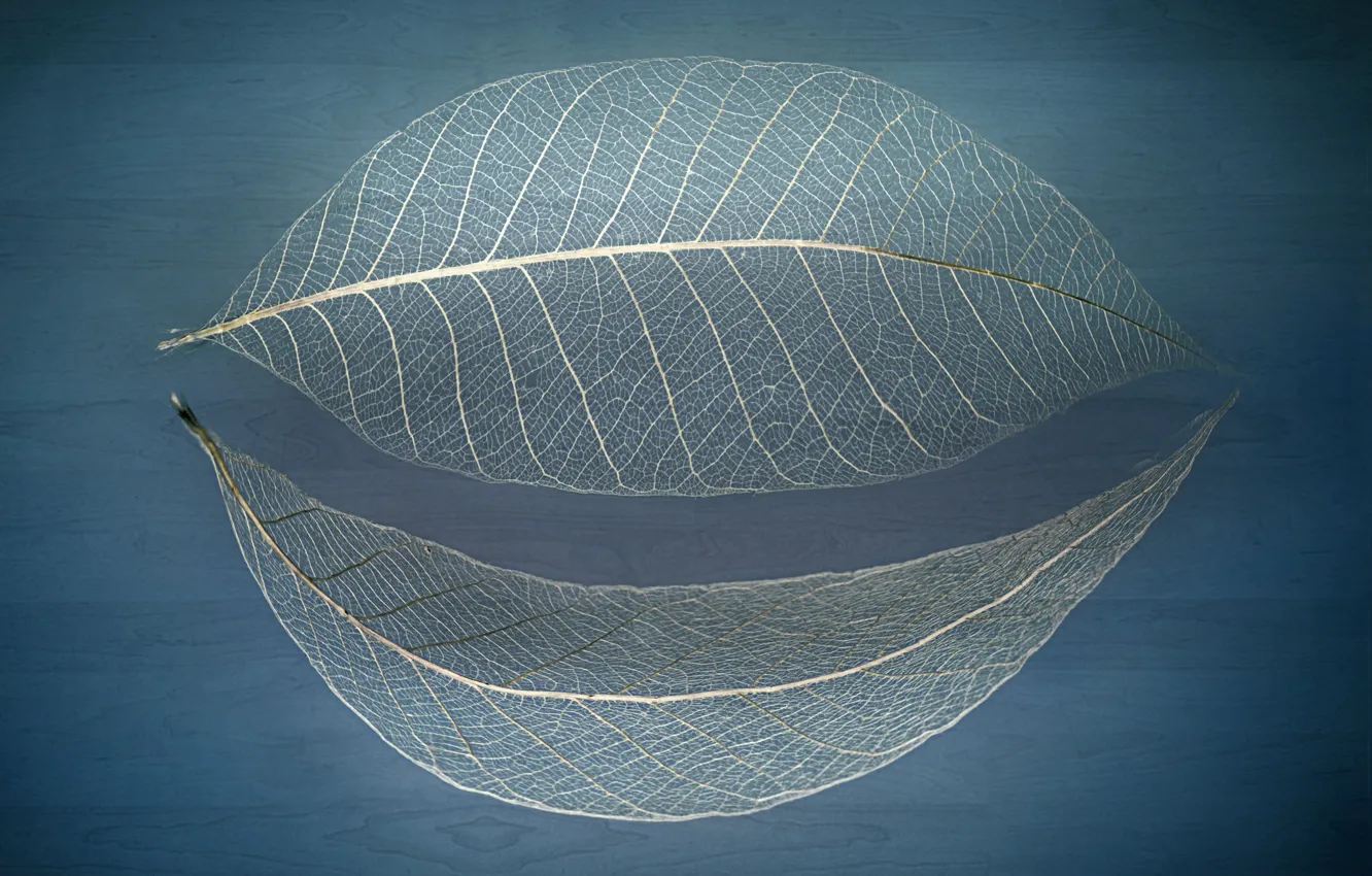 Photo wallpaper leaves, x-ray, veins