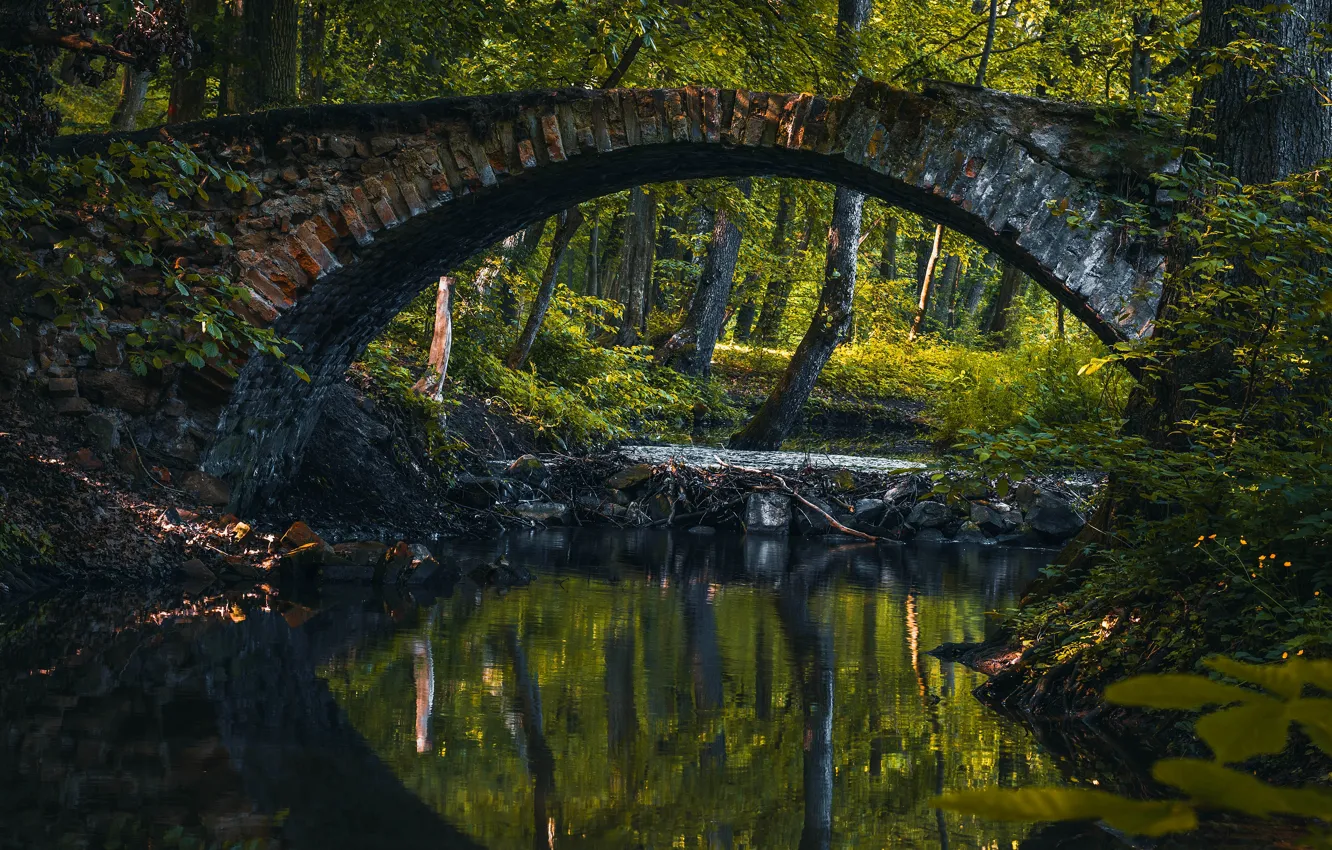 Photo wallpaper forest, summer, light, trees, bridge, lake, pond, reflection