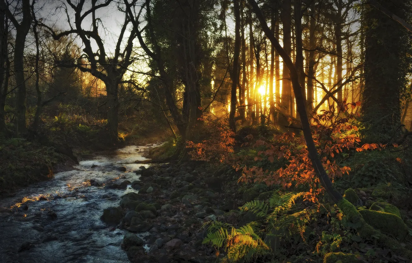Photo wallpaper autumn, forest, the sun, rays, light, sunset, branches, nature