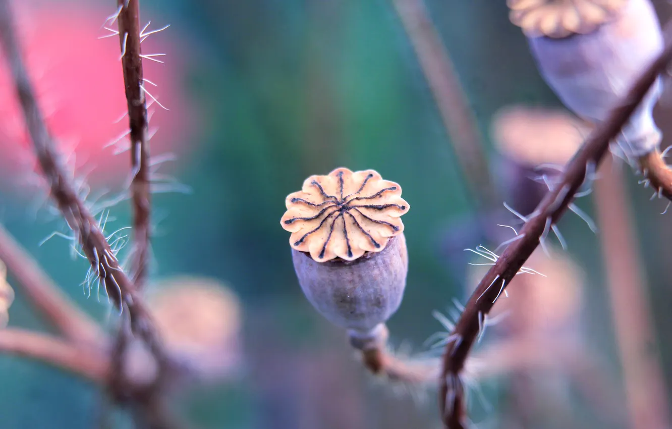 Photo wallpaper plant, dry, poppy seed cake
