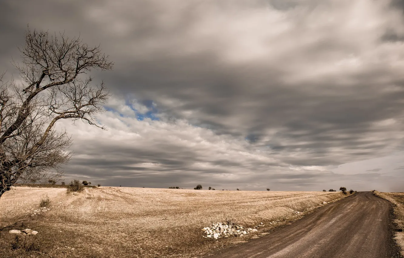 Photo wallpaper road, field, trees