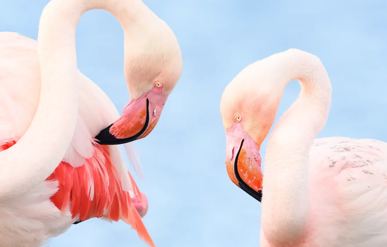 Photo wallpaper bird, pair, Flamingo, pink flamingos, two birds