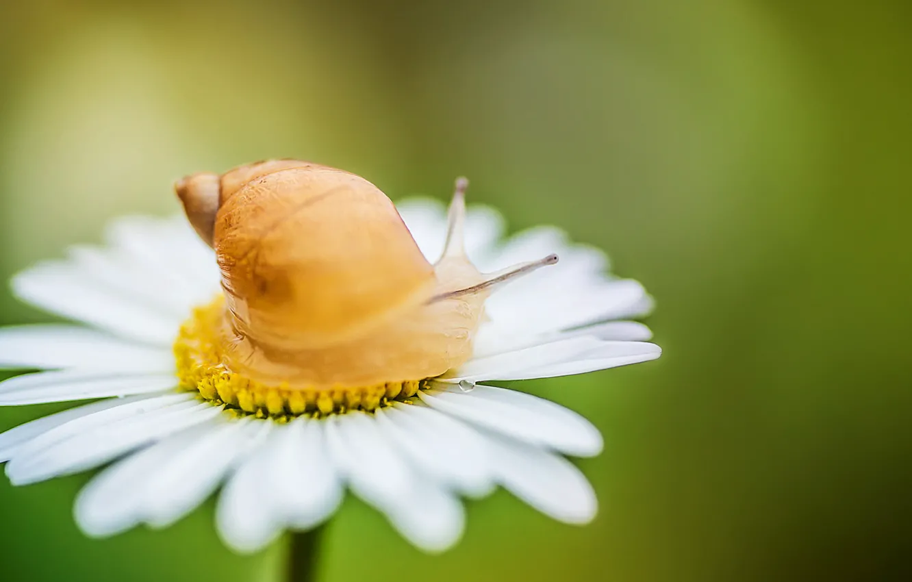 Photo wallpaper nature, snail, Daisy