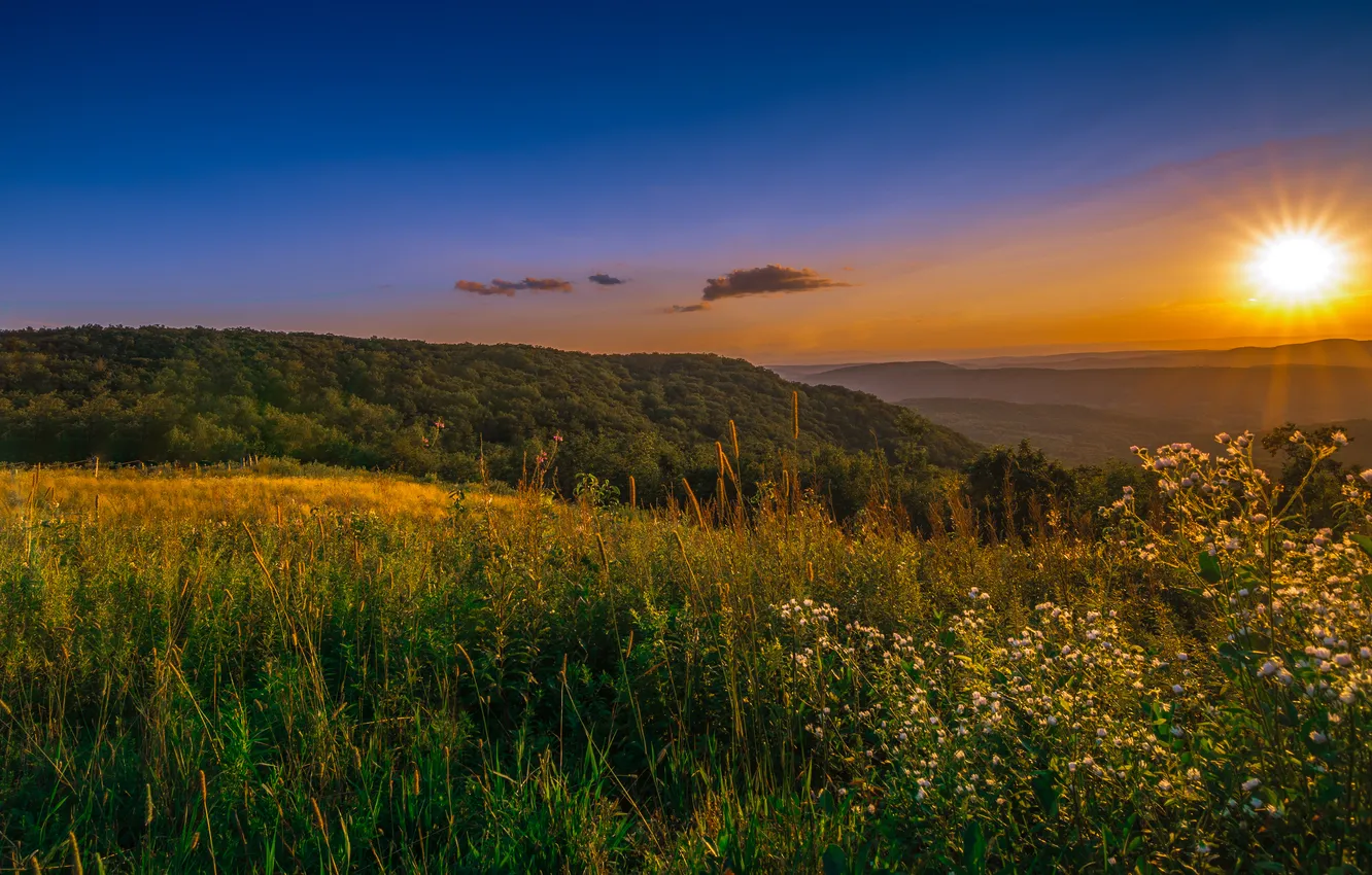Photo wallpaper field, forest, summer, the sky, grass, the sun, rays, sunset