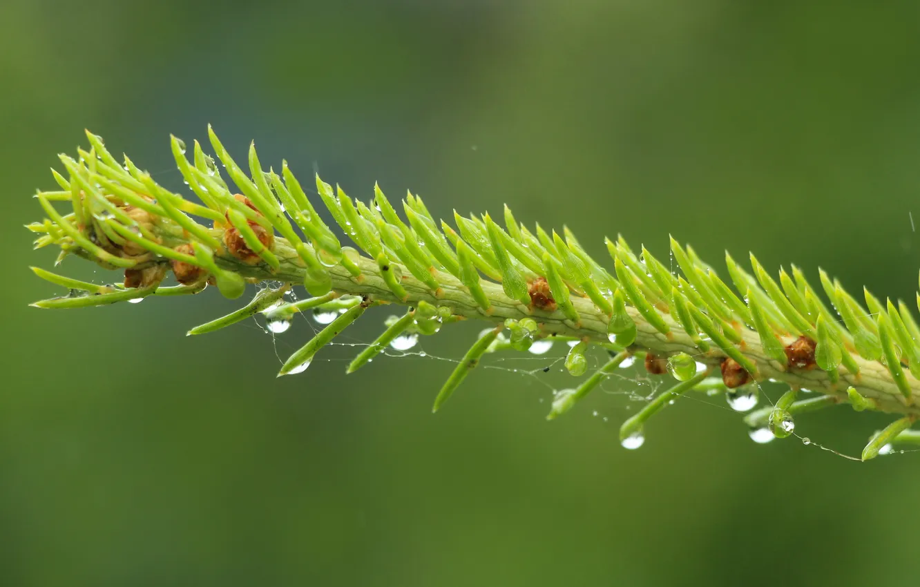 Photo wallpaper drops, spruce, twig