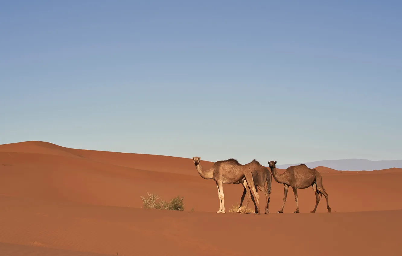 Photo wallpaper sand, the sky, nature, hills, desert, barb, dunes, camel