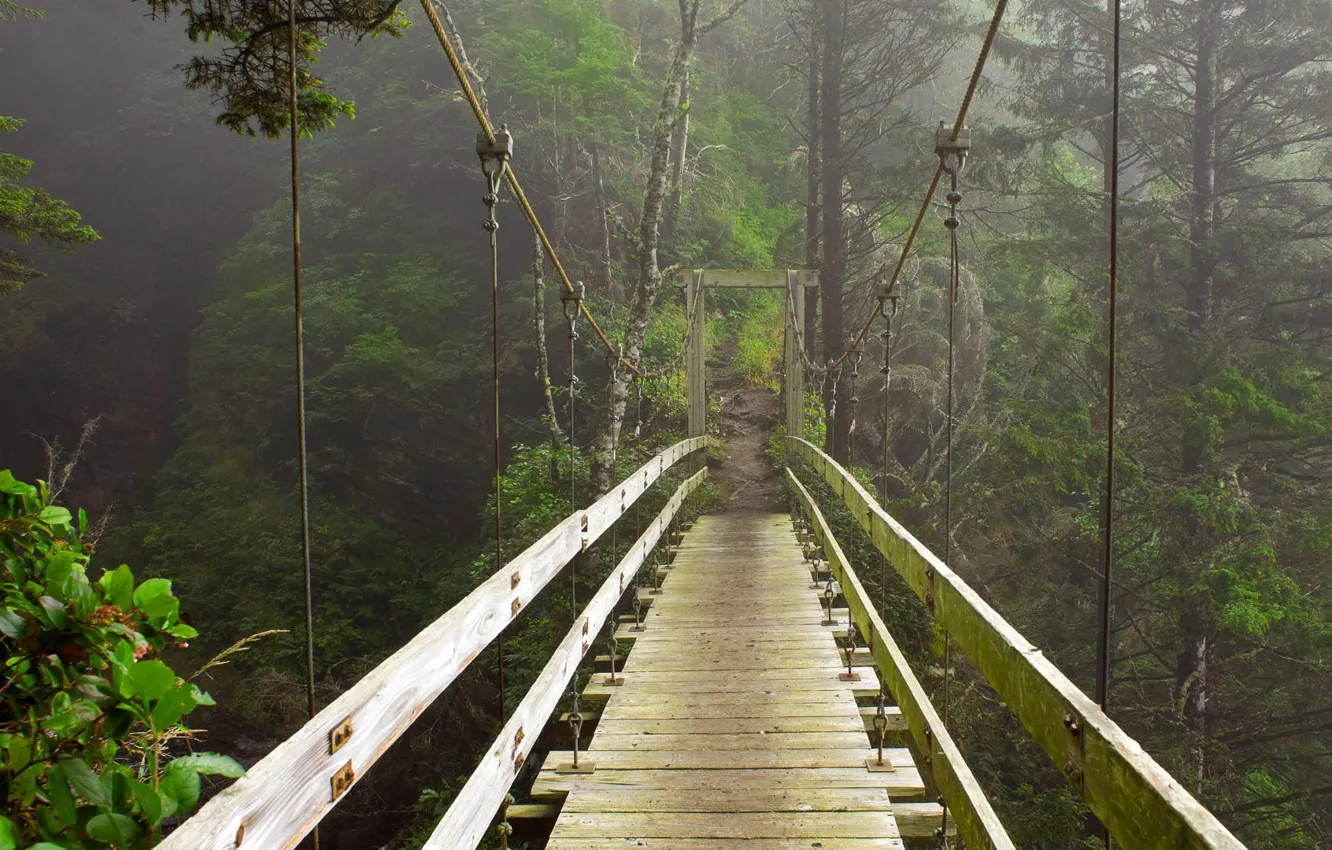 Photo wallpaper Canada, British Columbia, suspension bridge, Vancouver island