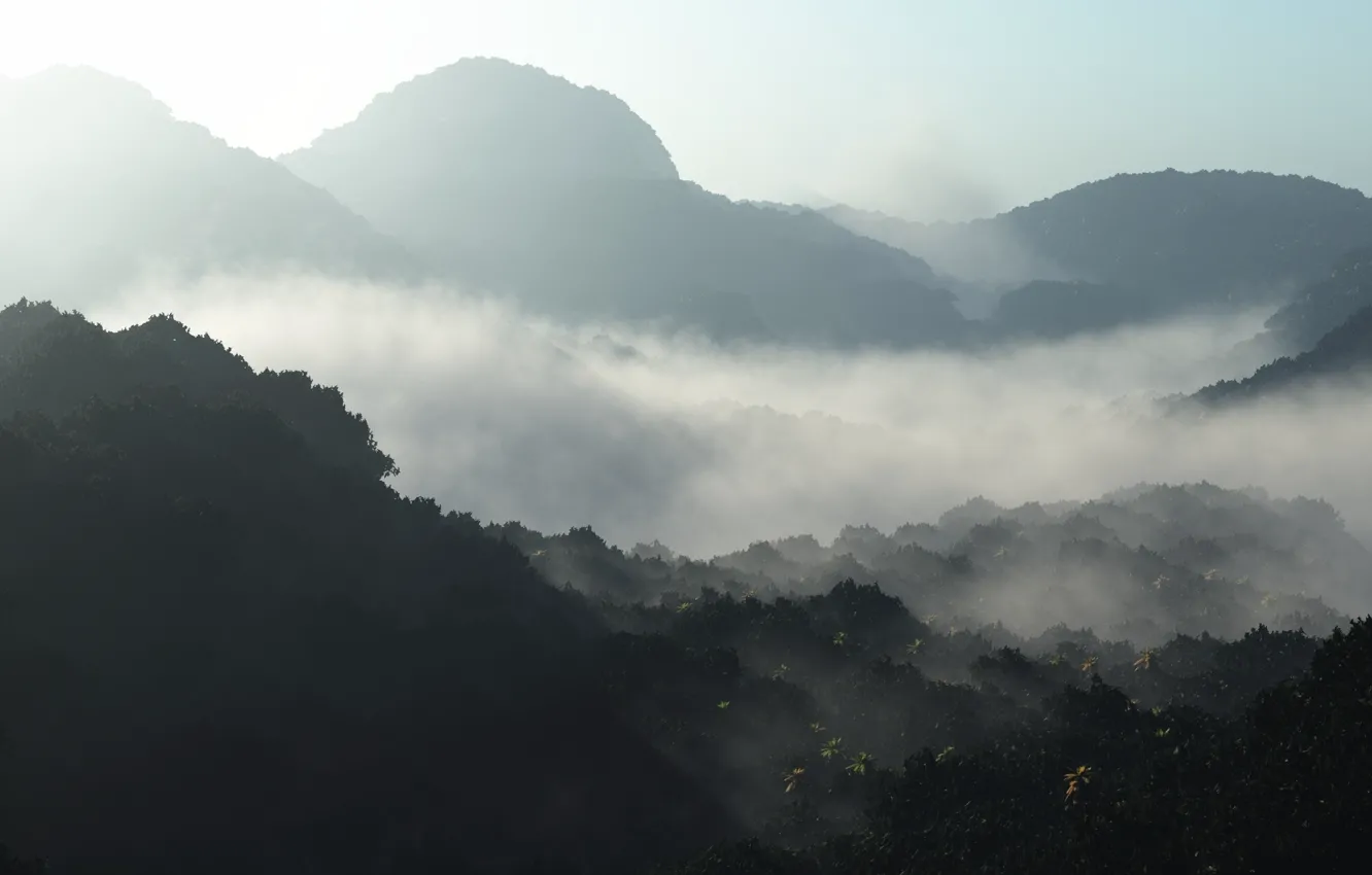 Photo wallpaper forest, fog, dawn, hills, morning, art