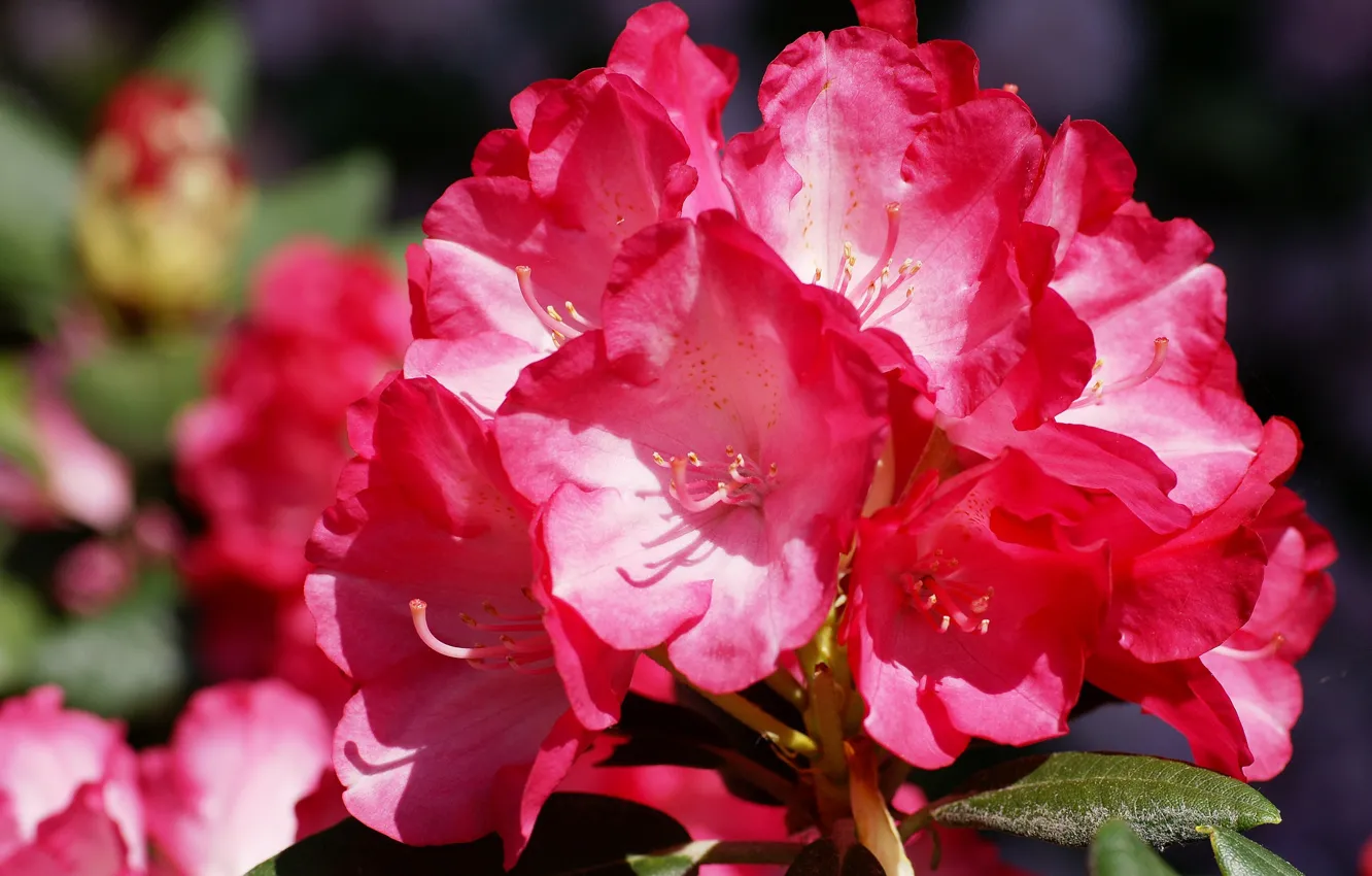 Photo wallpaper macro, Azalea, rhododendrons