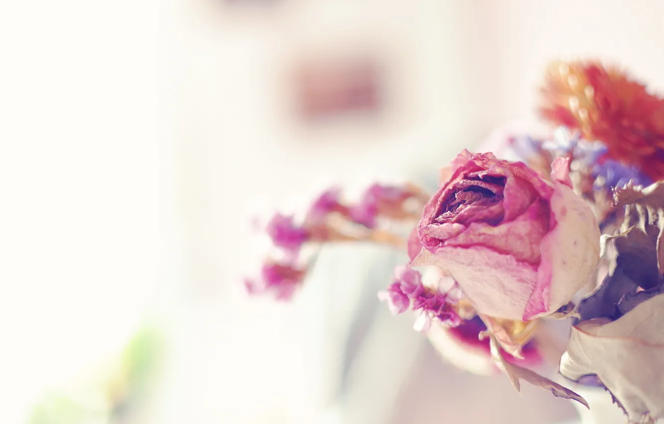 Photo wallpaper macro, flowers, roses