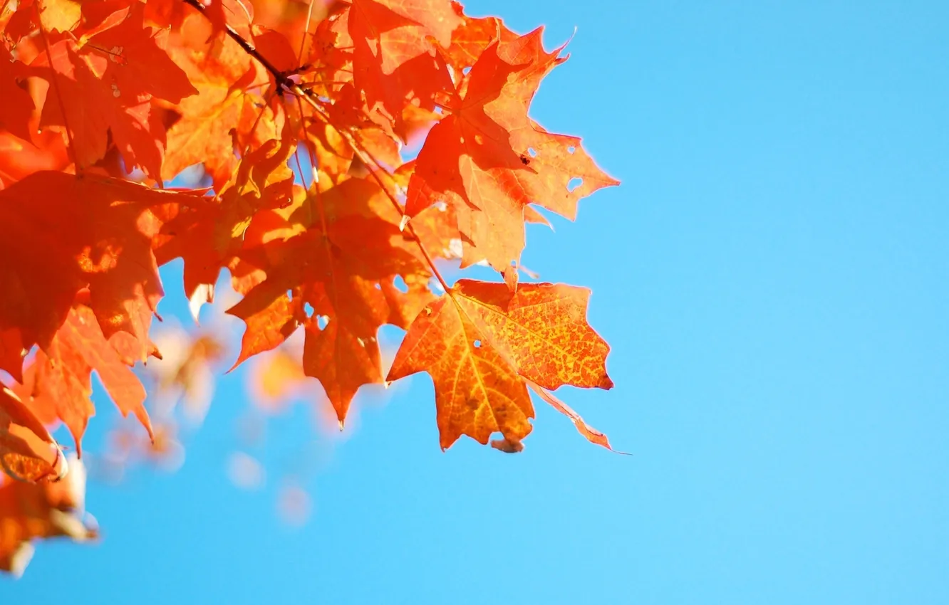 Photo wallpaper the sky, leaves, blue, maple
