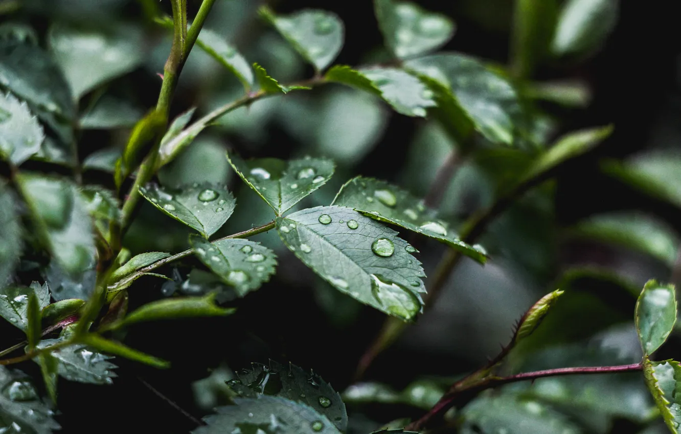 Photo wallpaper leaves, drops, macro, green, rain, plant