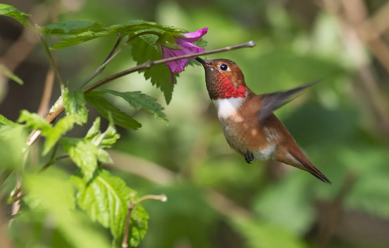 Photo wallpaper flower, bird, Buffy Hummingbird, rufous hummingbird