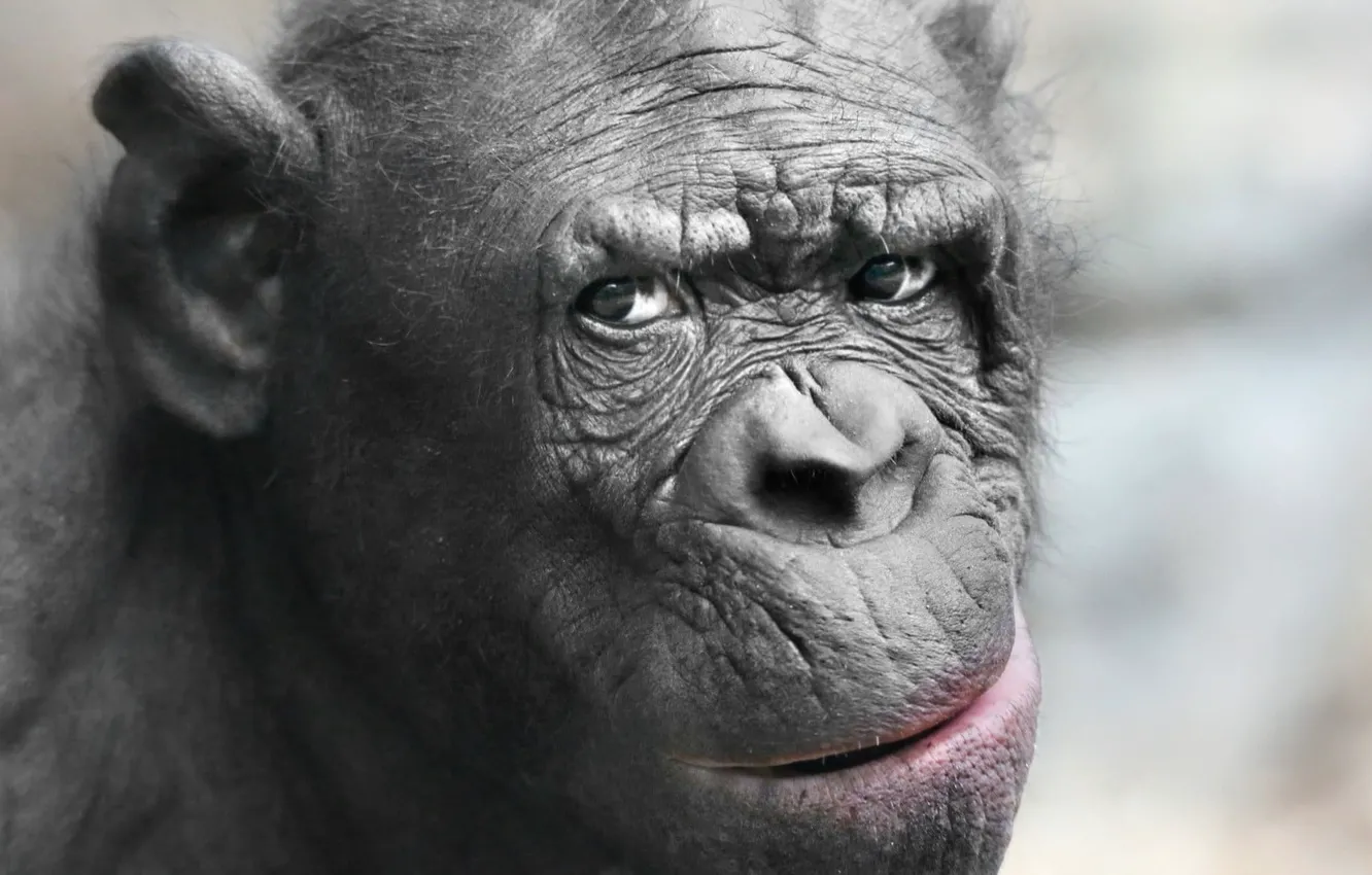 Photo wallpaper monkey, photography, animals, closeup, chimpanzees, black primate