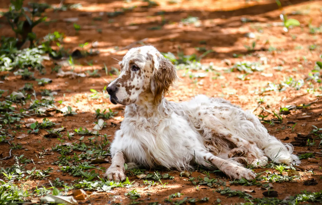 Photo wallpaper nature, dog, English Setter