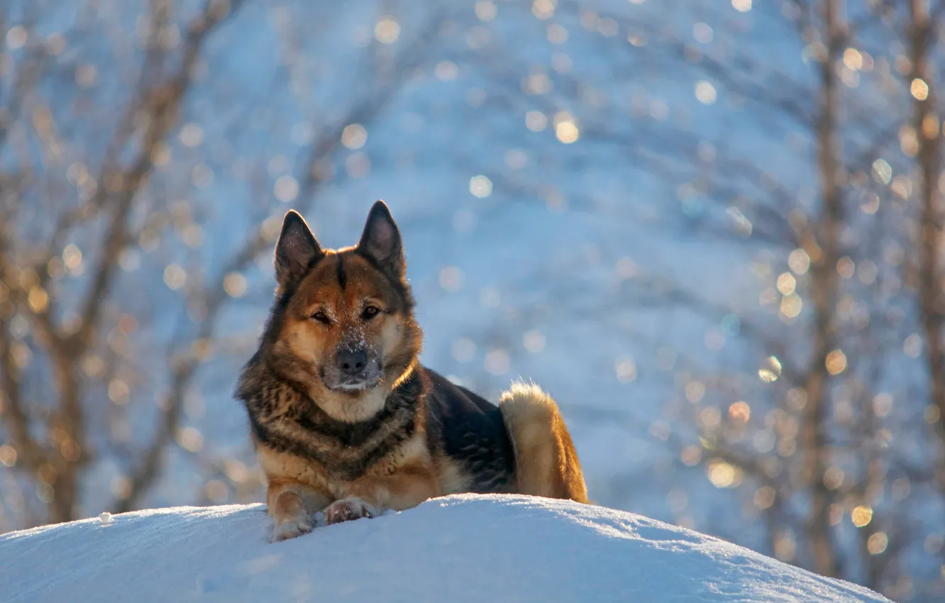 Photo wallpaper winter, snow, nature, German Shepherd, German shepherd