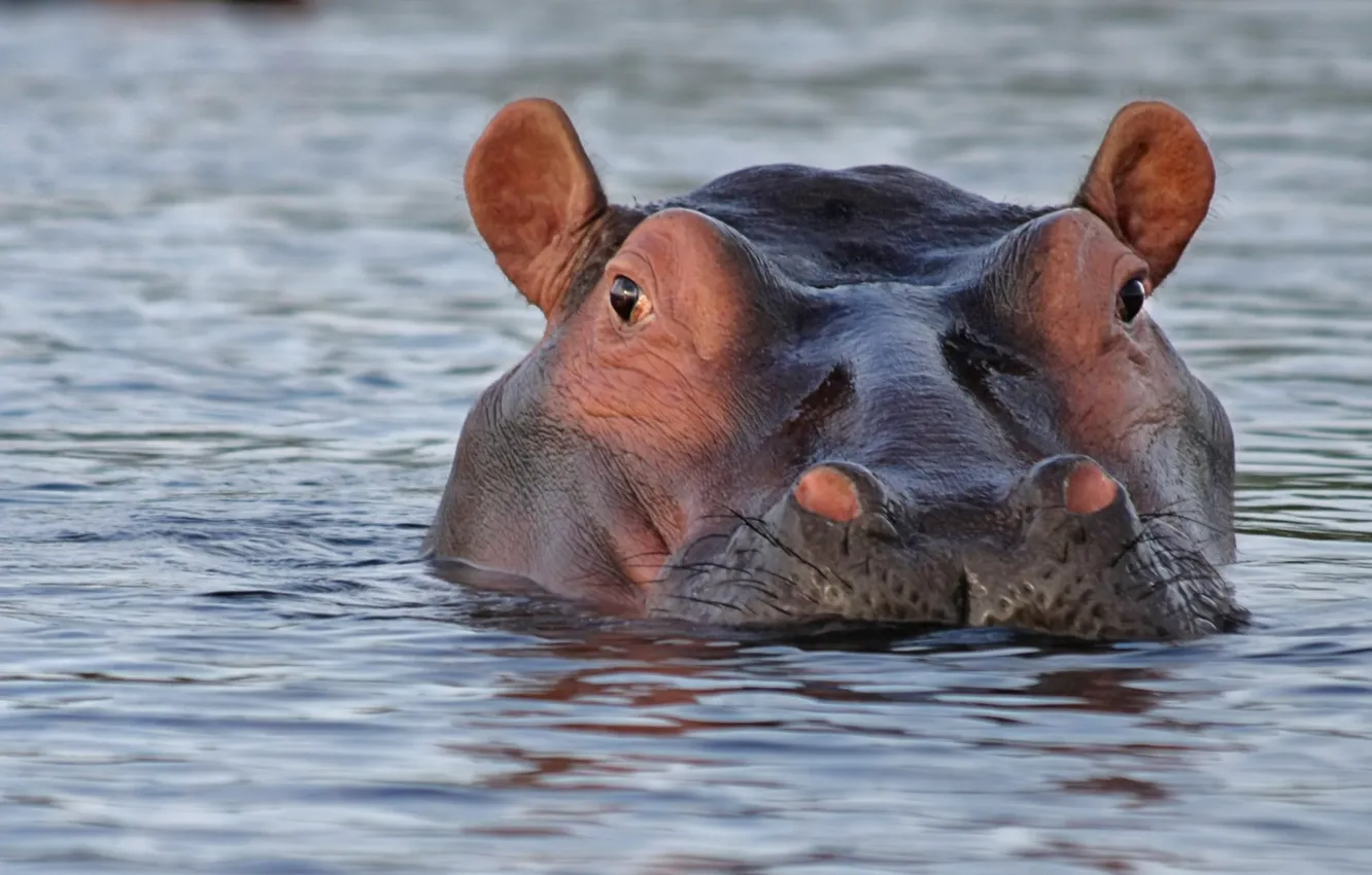 Photo wallpaper animal, Africa, wildlife, hippopotames