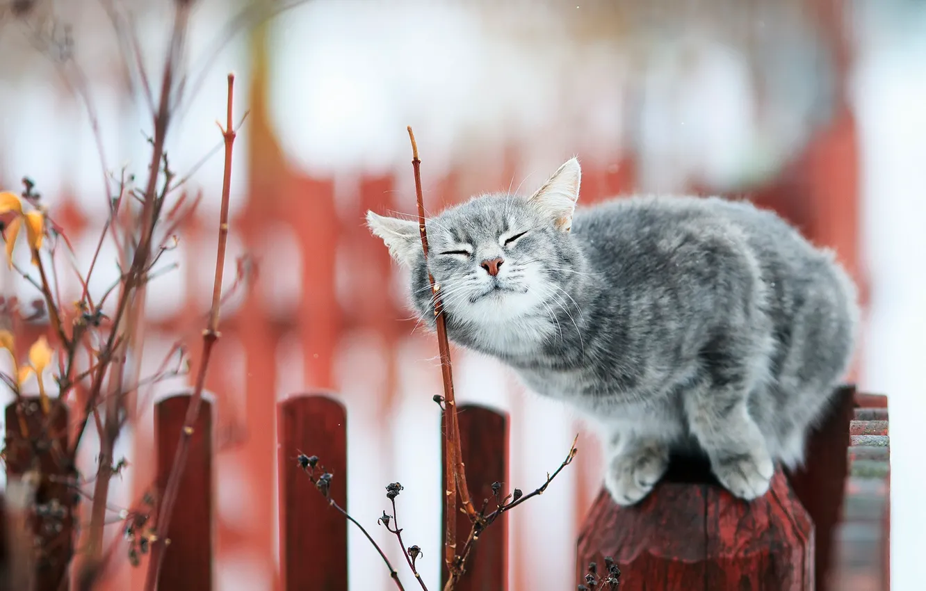 Photo wallpaper cat, cat, branches, the fence